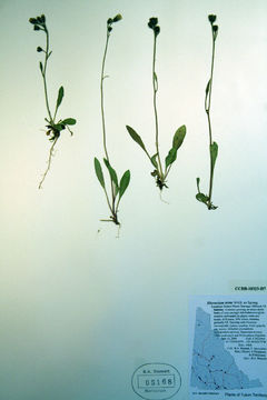 Image of woolly hawkweed