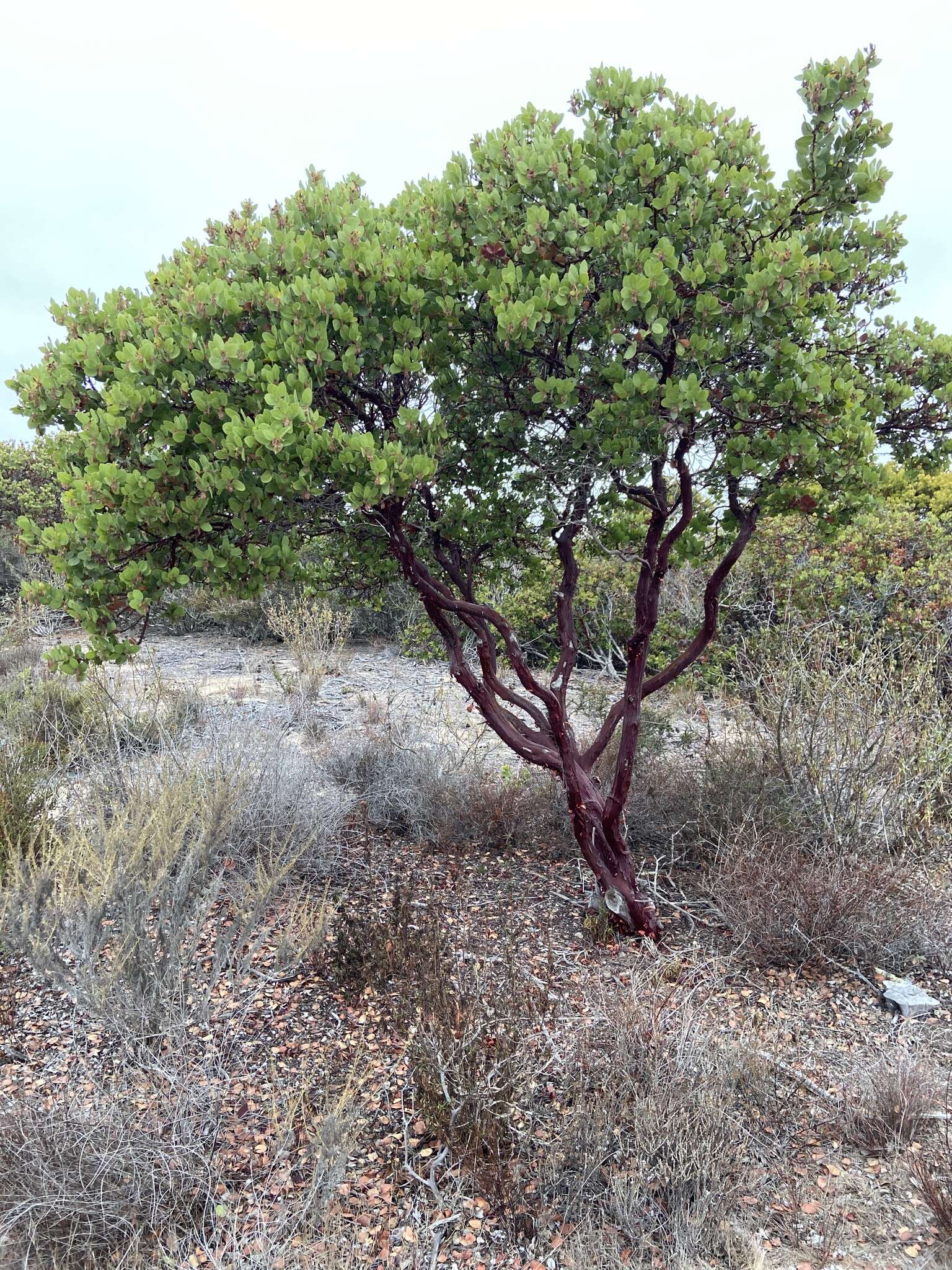 Image of Monterey manzanita