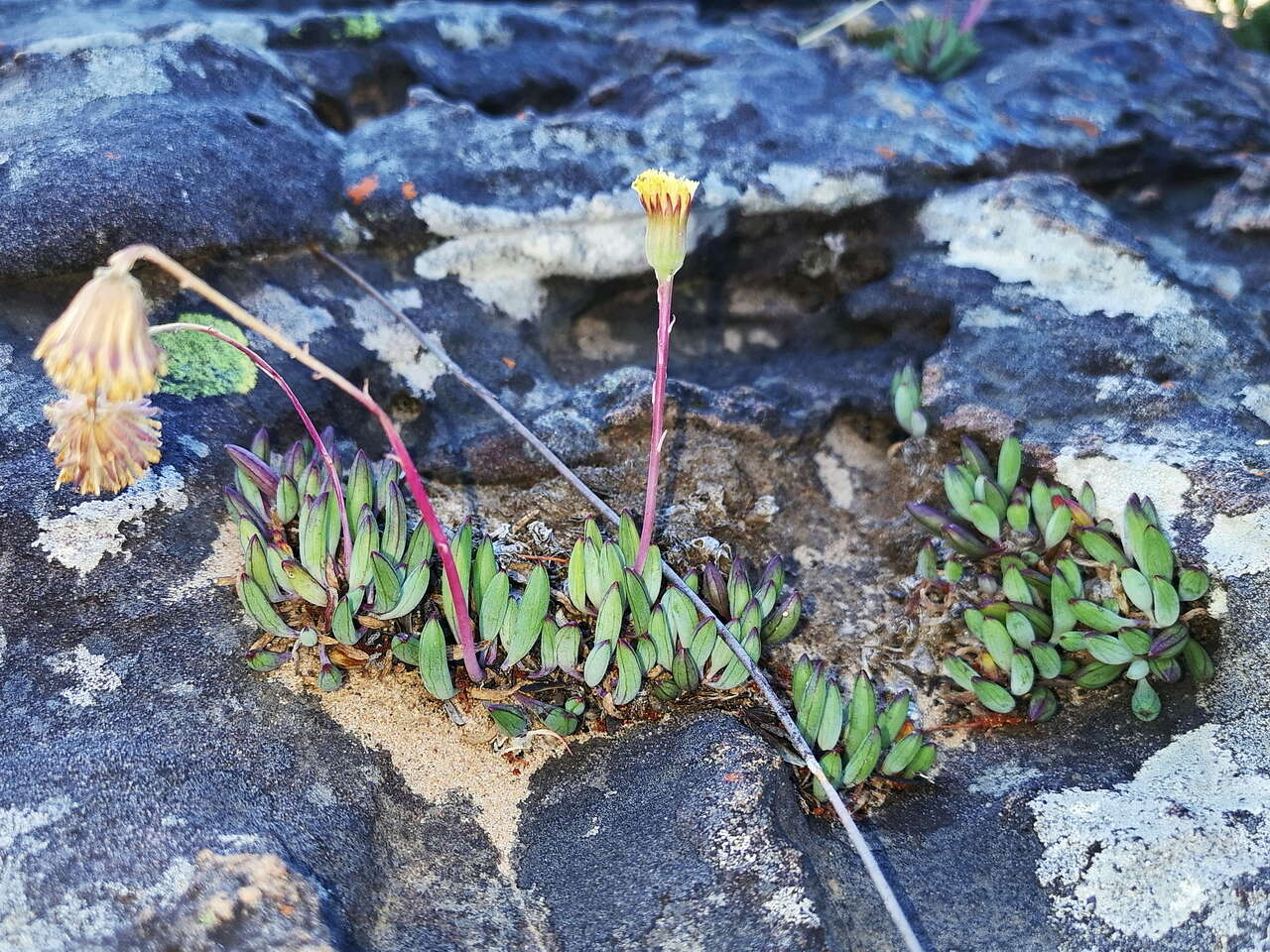 Image of Curio repens (L.) P. V. Heath