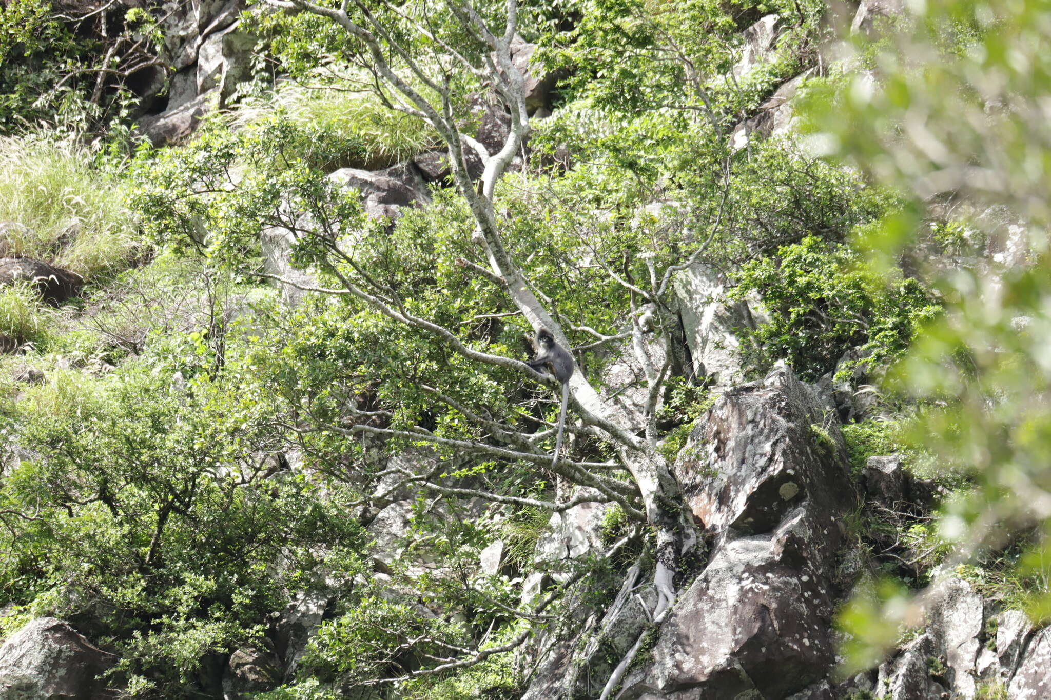 Image of Phayre's Langur