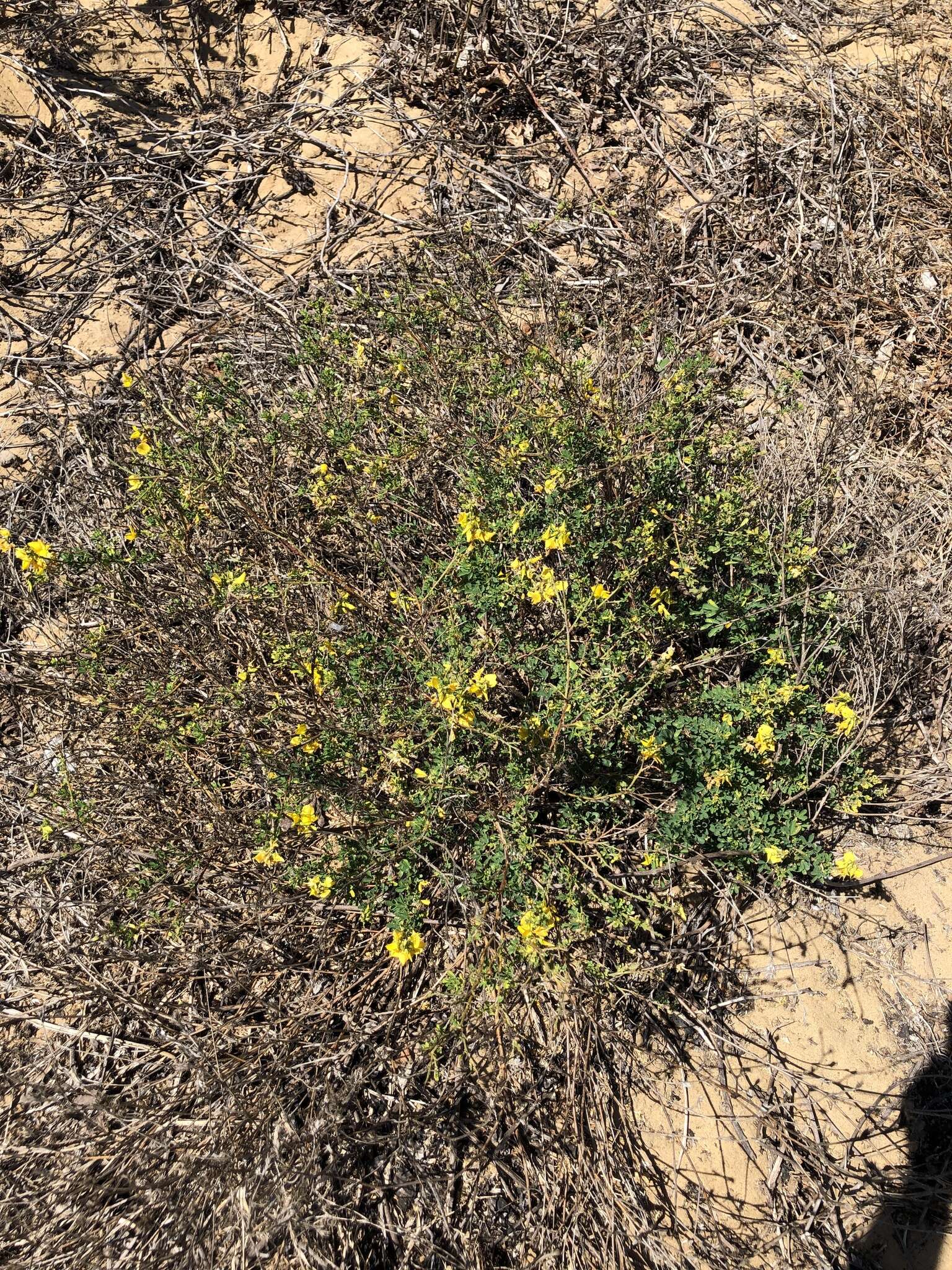 Imagem de Crotalaria medicaginea Lam.