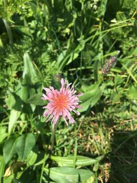 Plancia ëd Agoseris aurantiaca var. carnea (Rydb.) Lesica