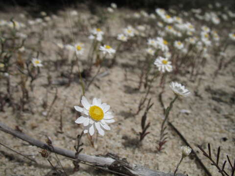 Image of Hyalosperma cotula (Benth.) P. G. Wilson