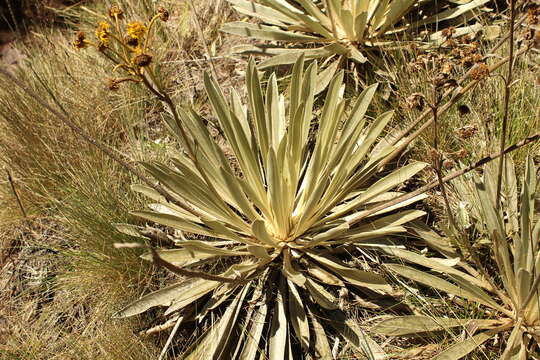 Image of Espeletia boyacensis Cuatrec.