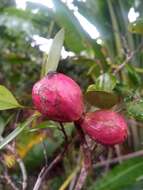 Imagem de Xylopia buxifolia Baill.