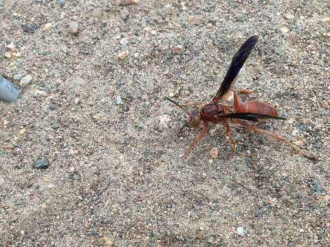 Image of Red Wasp