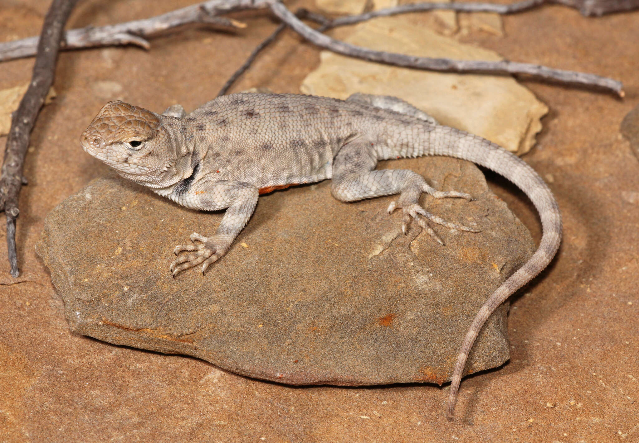 Imagem de Sceloporus merriami merriami Stejneger 1904