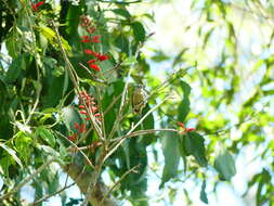 Image of Olivaceous Piculet