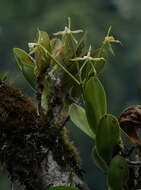 Image of Epidendrum lacustre Lindl.