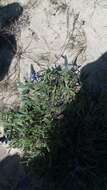 Image of Lupinus multiflorus Desr.