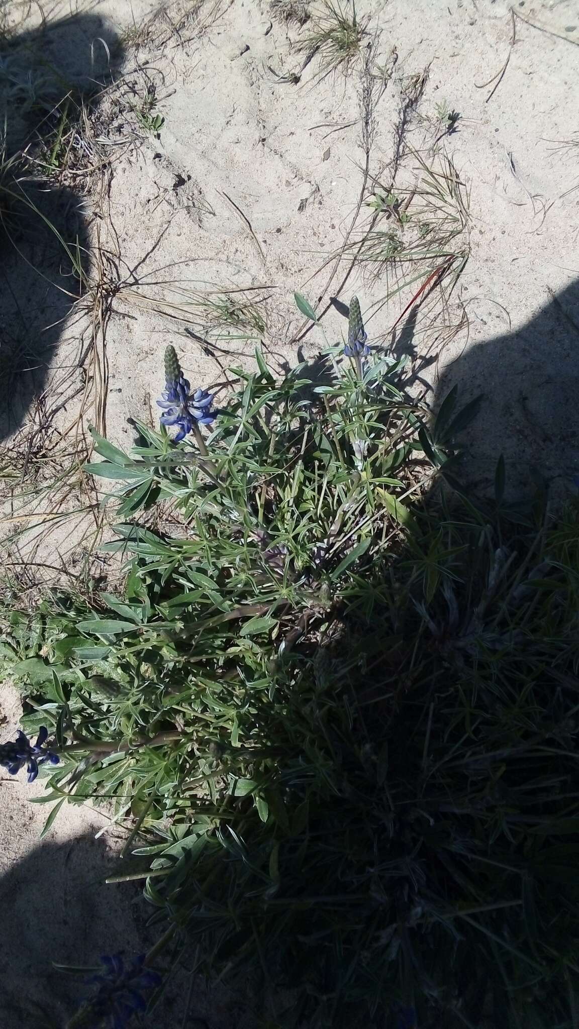 Image of Lupinus multiflorus Desr.