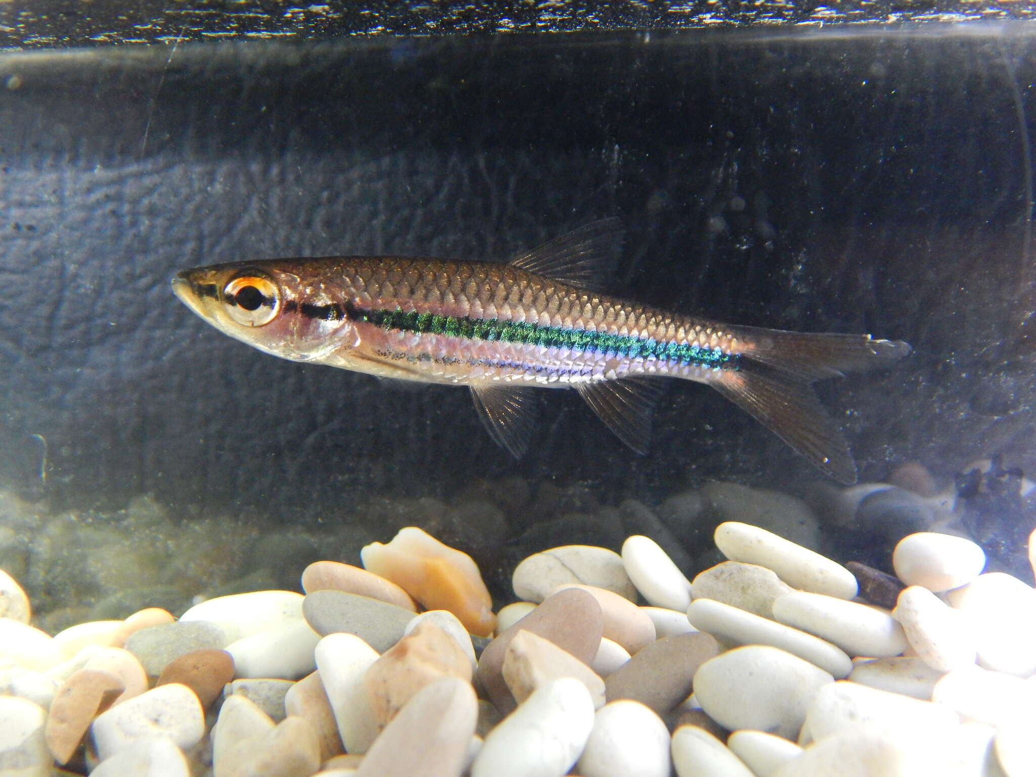 Image of Rasbora cephalotaenia (Bleeker 1852)