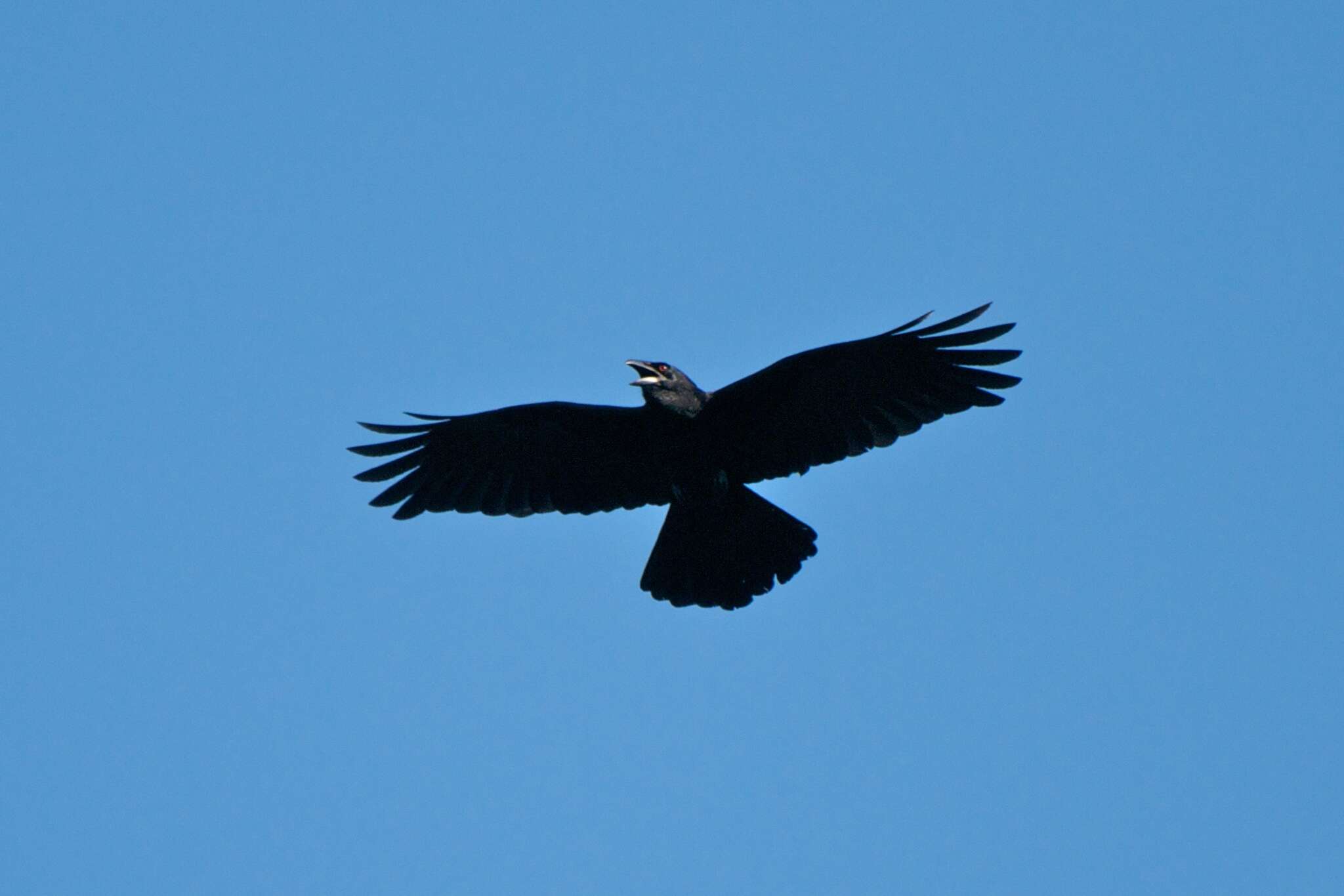 Image of White-necked Crow