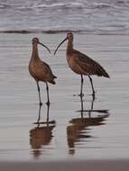 Image of Long-billed Curlew