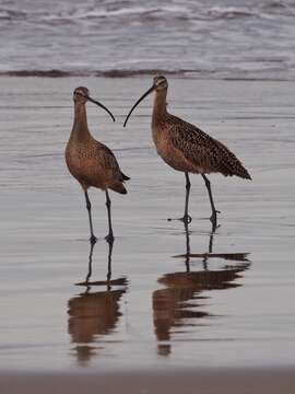 Image of Long-billed Curlew