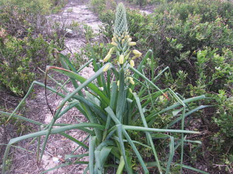 Image de Albuca grandis J. C. Manning & Goldblatt