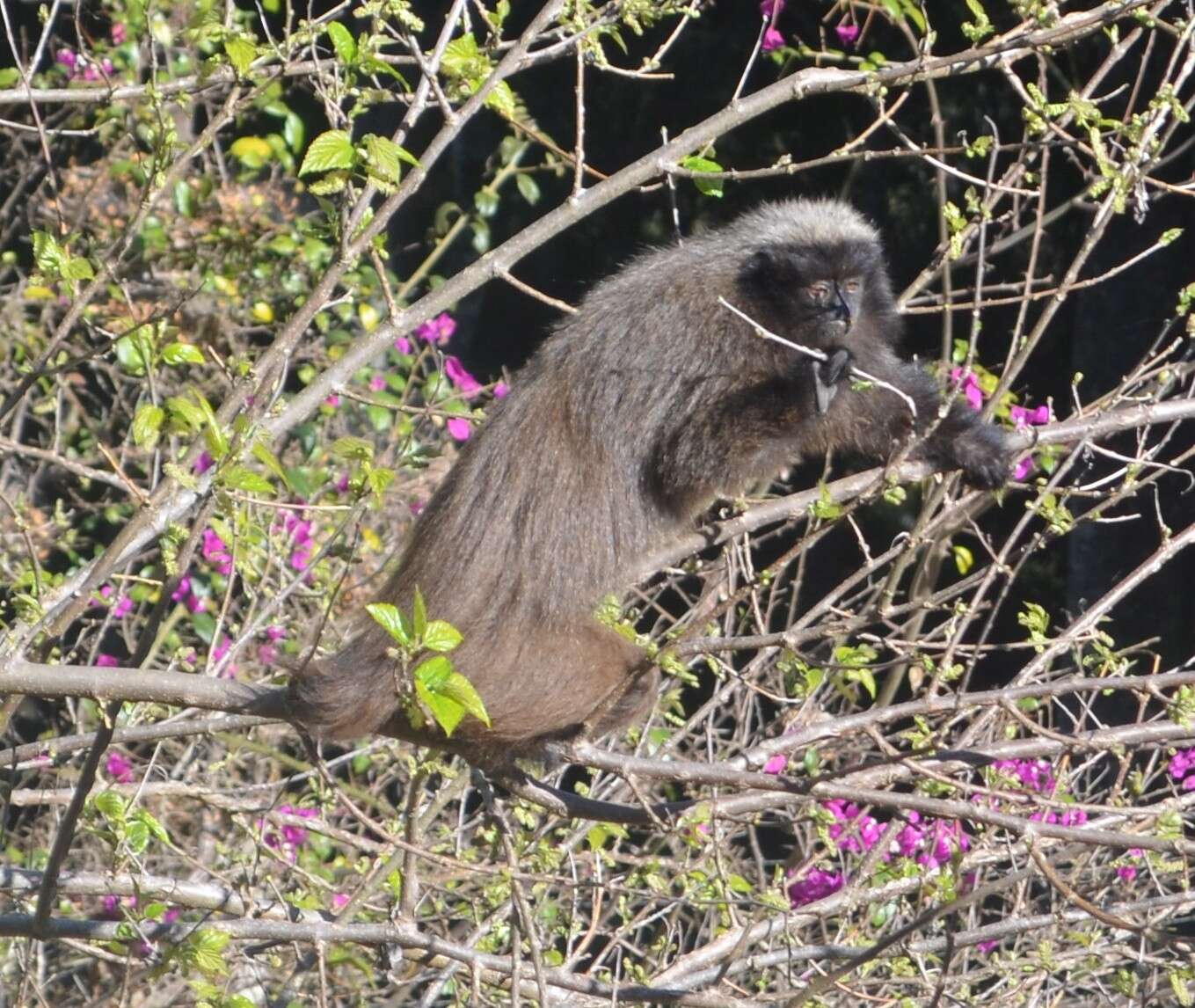 Image of Black-fronted Titi Monkey