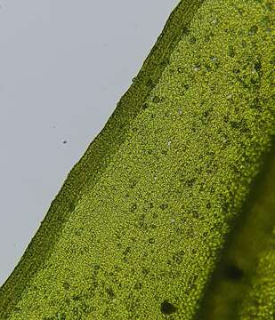 Image of fountain lattice moss