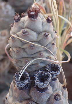 Image of Tephrocactus articulatus (Otto) Backeb.