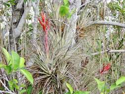 Image of giant airplant