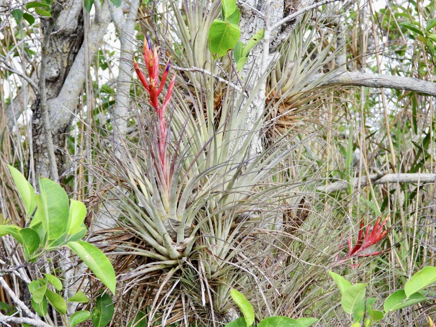 Image of giant airplant