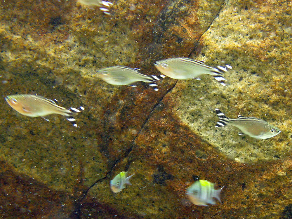 Image of Barred flagtail