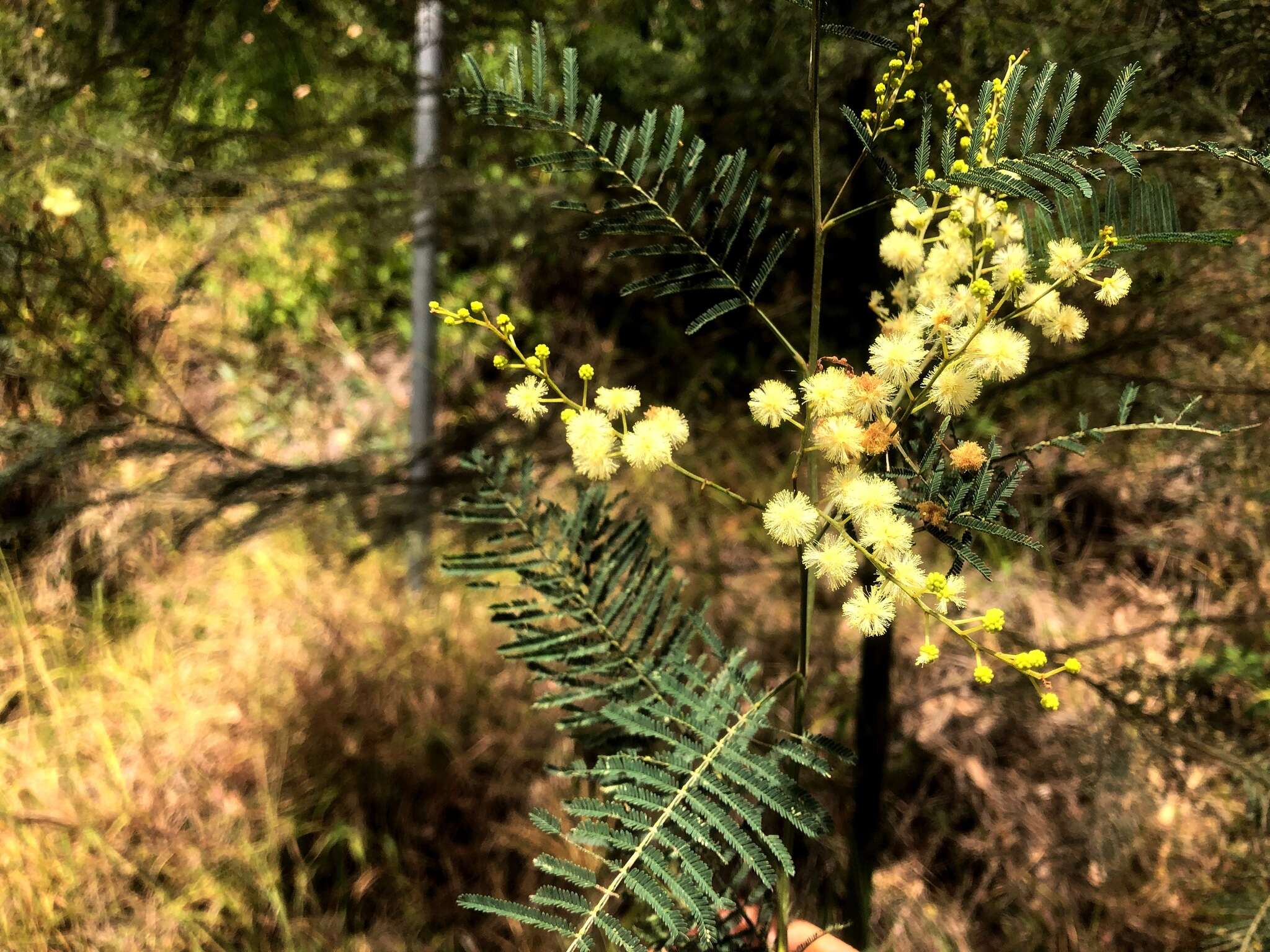 Image of Acacia loroloba Tindale