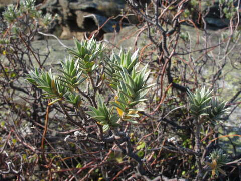 Image of Pimelea aridula Cockayne