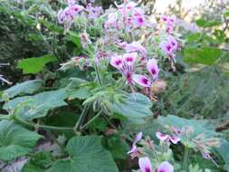 Image of Pelargonium papilionaceum (L.) L'Her. ex Ait.