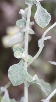 Image of Helichrysum pandurifolium Schrenk