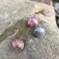 Image of polished nerite