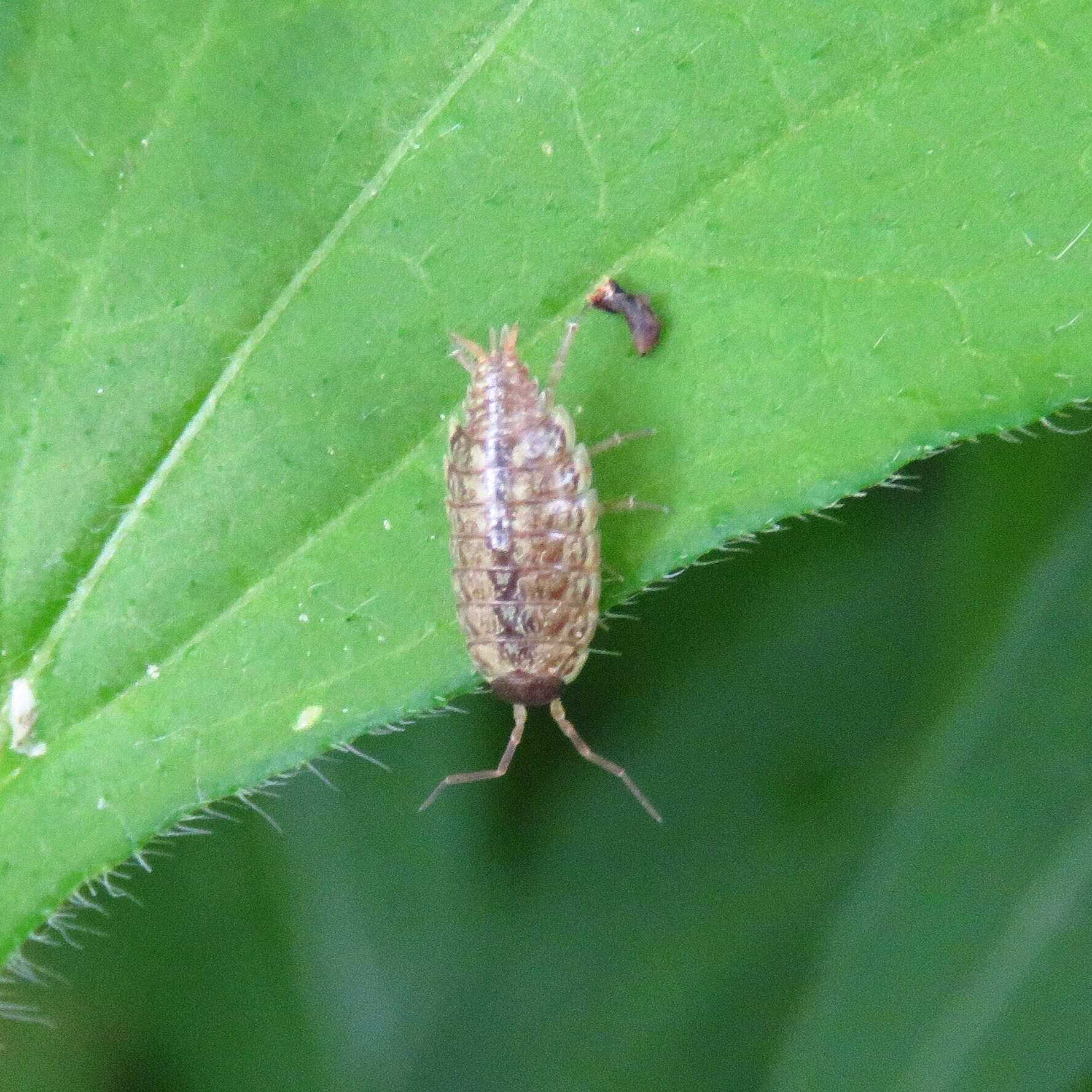 Image of Philoscia Latreille 1804