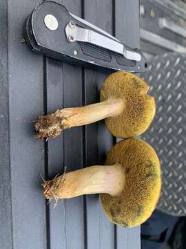 Image of Boletus patrioticus T. J. Baroni, Bessette & Roody 1998