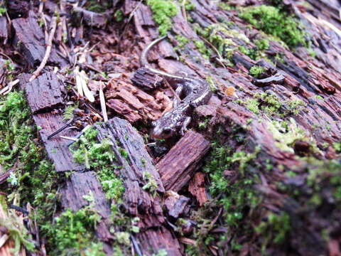 Image of Sacramento Mountain Salamander