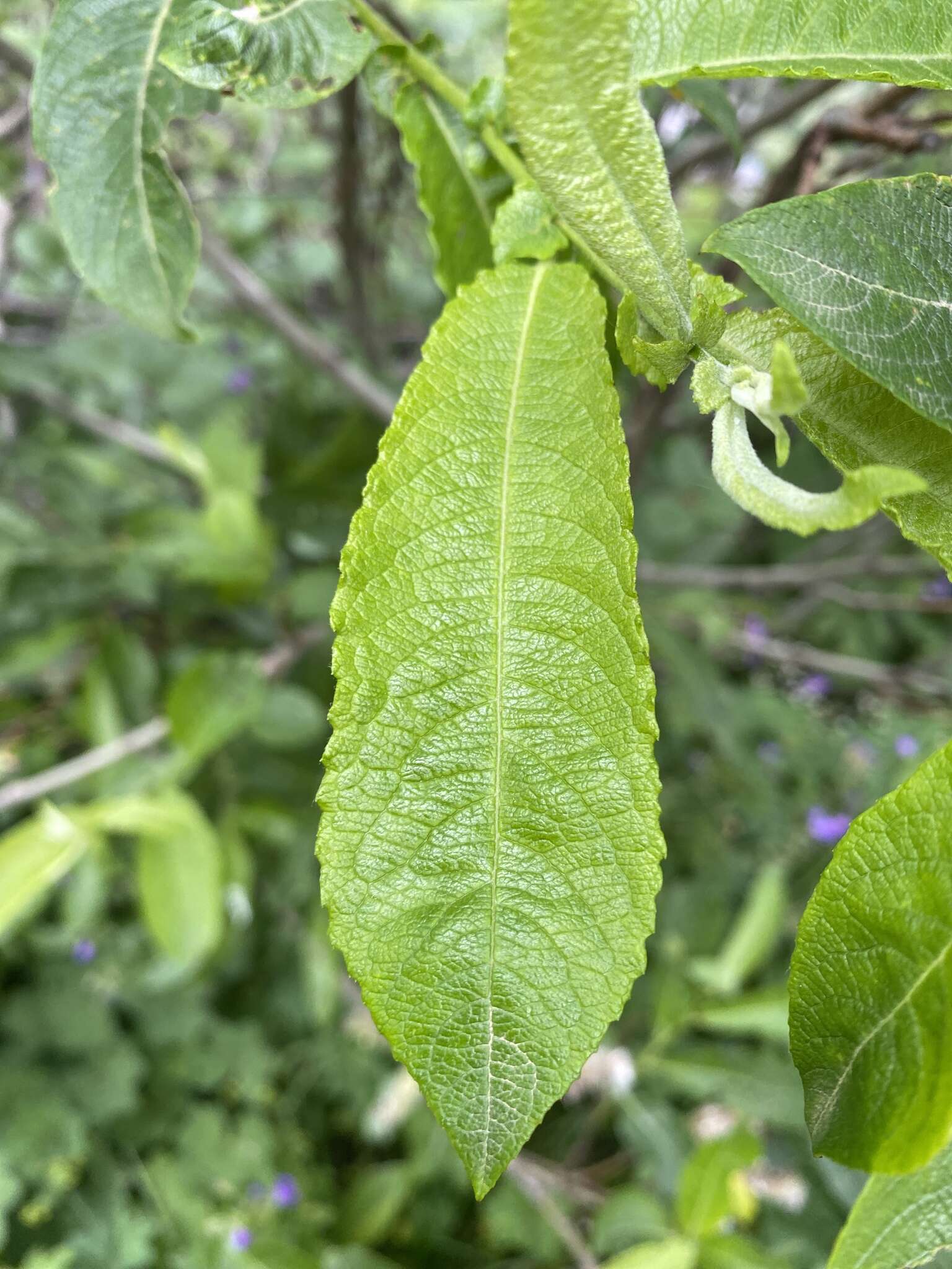 Image of Salix appendiculata Vill.