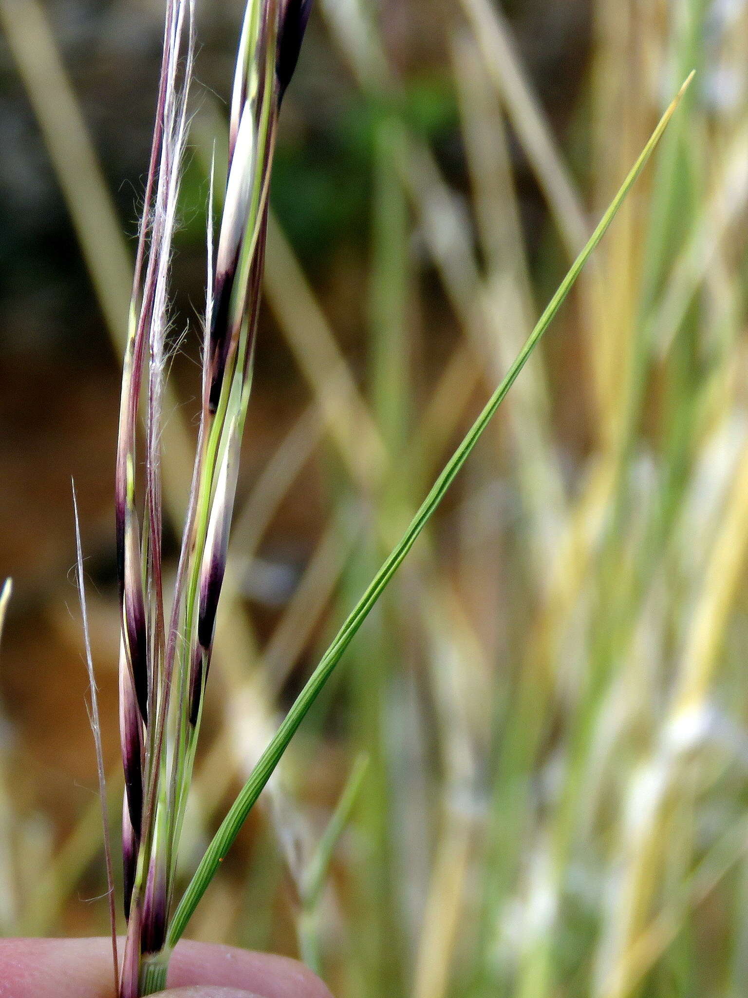 Image of Stipagrostis ciliata var. capensis (Trin. & Rupr.) De Winter