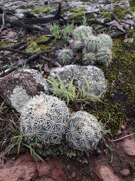 Image of Coryphantha compacta (Engelm.) Britton & Rose