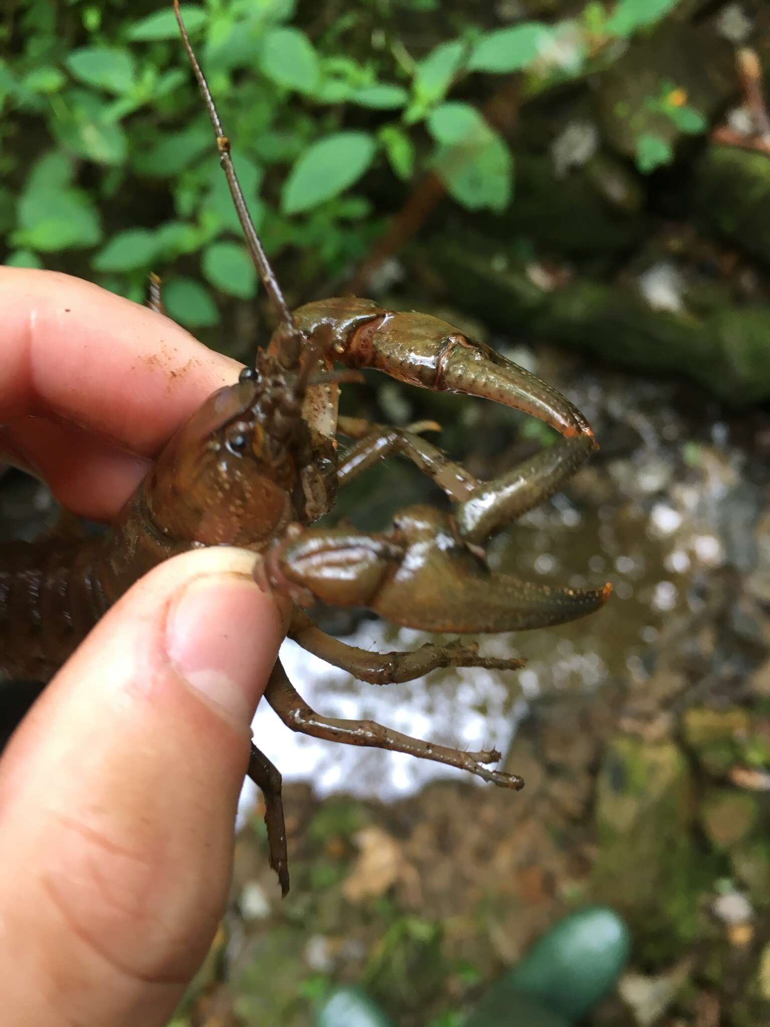 Image of Rock Crayfish