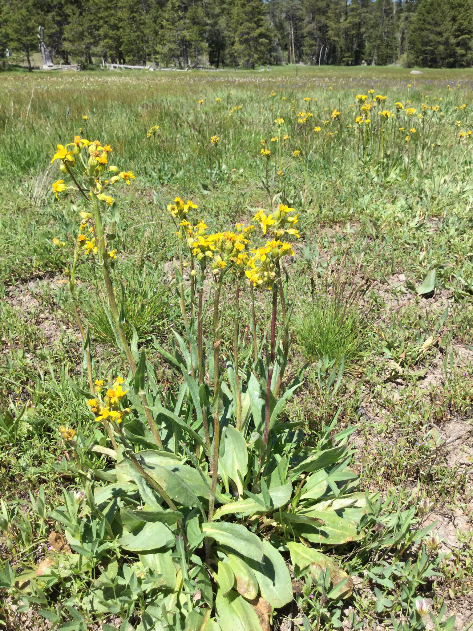 Plancia ëd Senecio integerrimus Nutt.