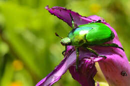 Imagem de Calomacraspis splendens (Burmeister 1844)