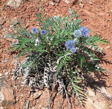 Image of Echinops ritro subsp. meyeri (DC.) Kozuharov