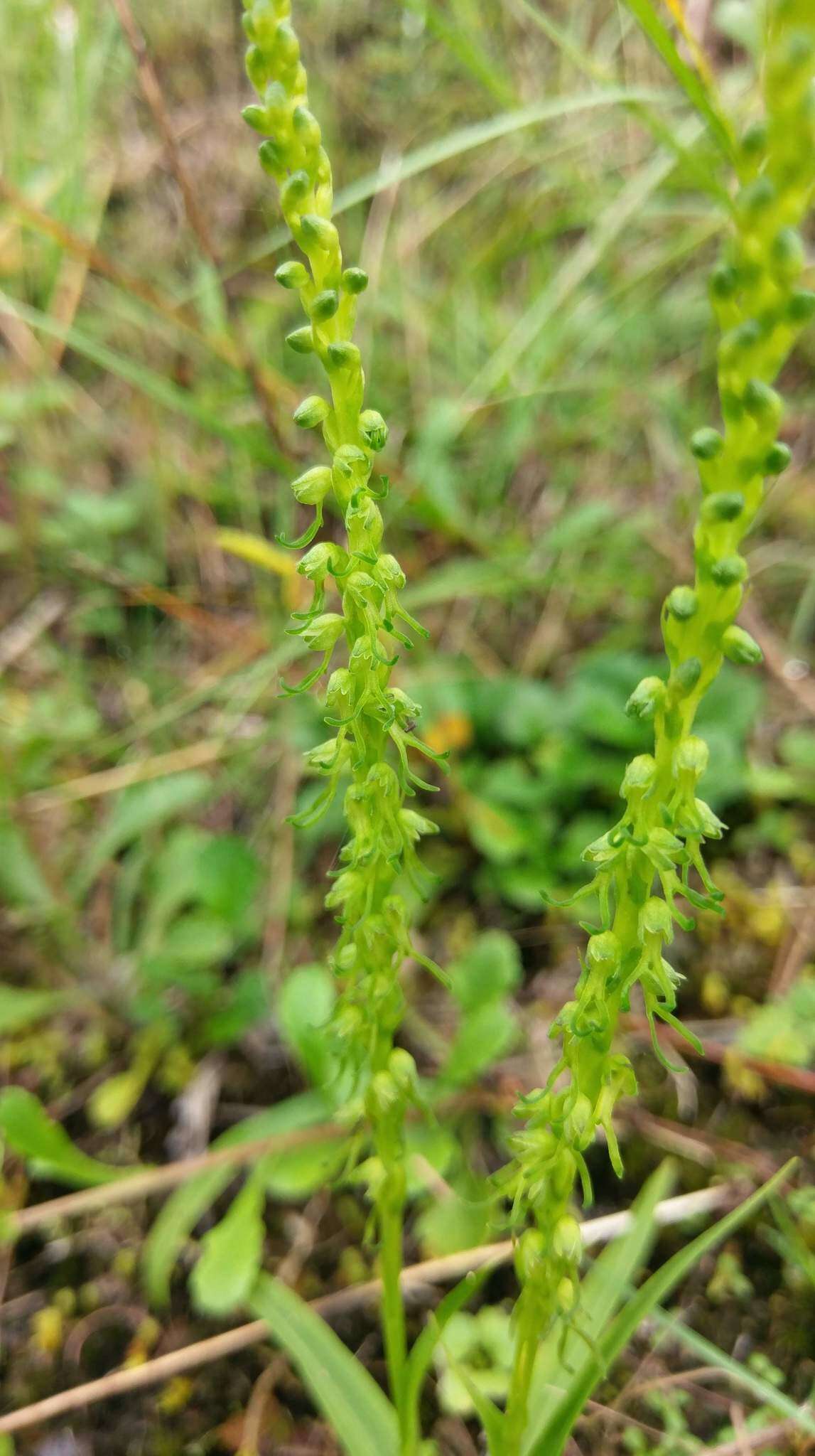 Herminium lanceum (Thunb. ex Sw.) Vuijk resmi