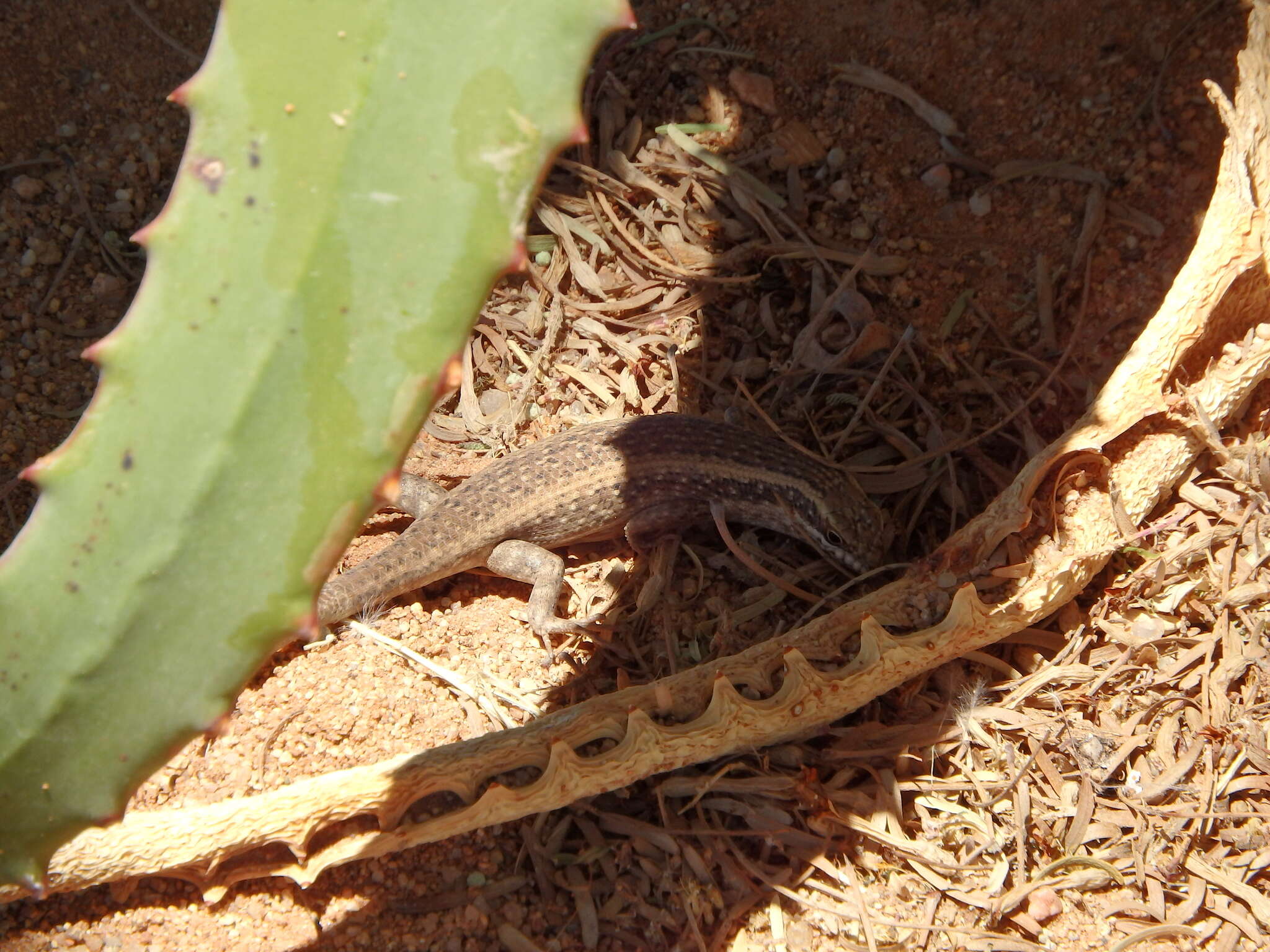 Trachylepis spilogaster (Peters 1882)的圖片