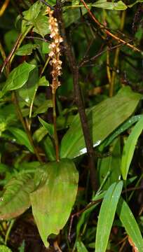 Plancia ëd Peristylus plantagineus (Lindl.) Lindl.