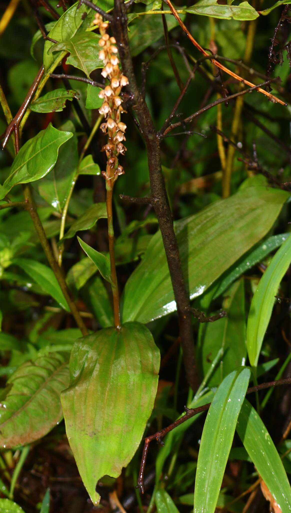 Image of Peristylus plantagineus (Lindl.) Lindl.