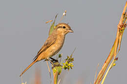 Image of Isabeline Shrike