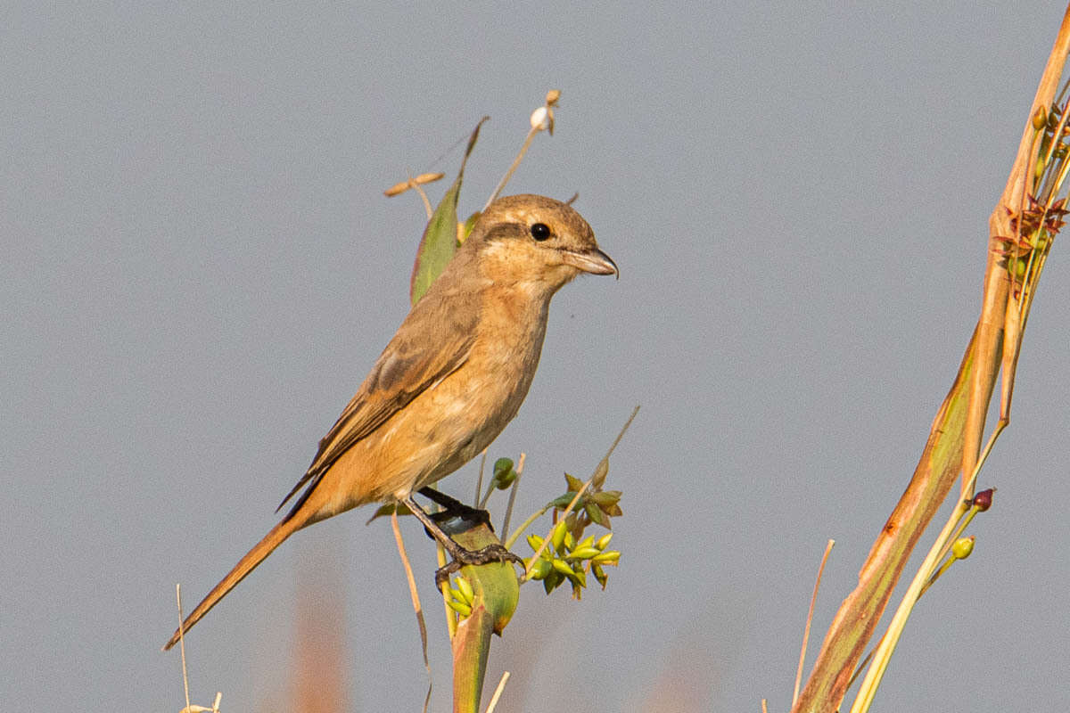 Image of Isabeline Shrike