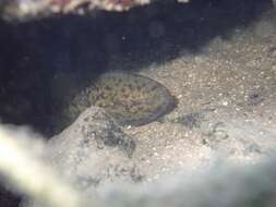 Image of Giant Long-finned Eel