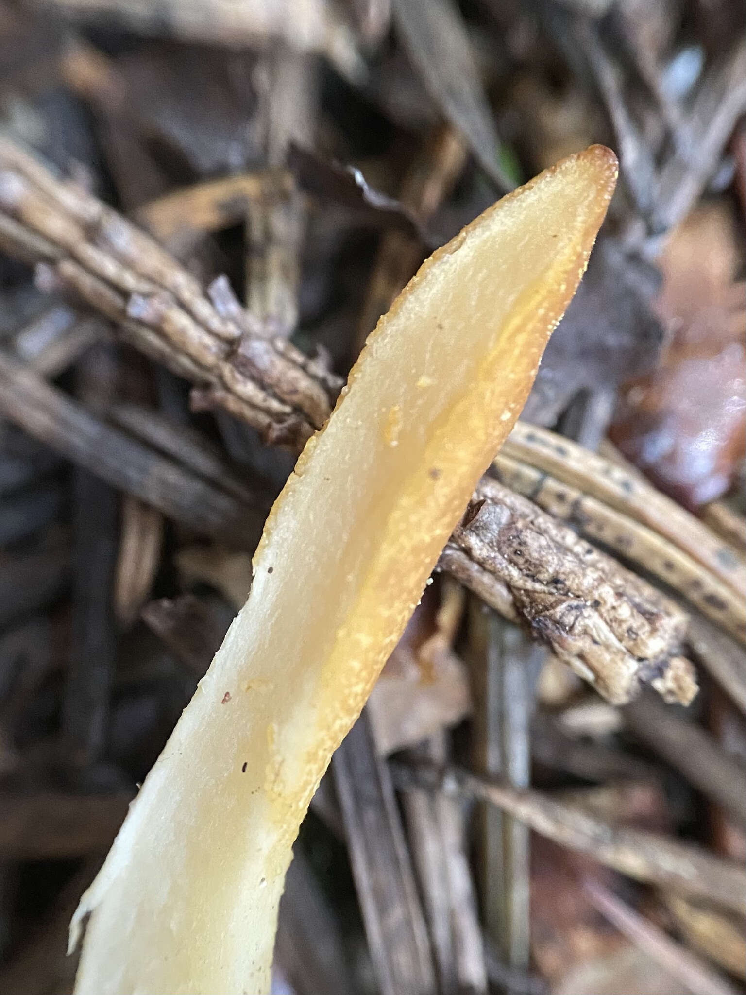 Image of Trichoderma leucopus Jaklitsch 2011