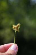 Image of western umbrella-sedge